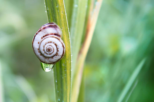 A snail sits on the grass. Nature after the rain. A snail on a green background.