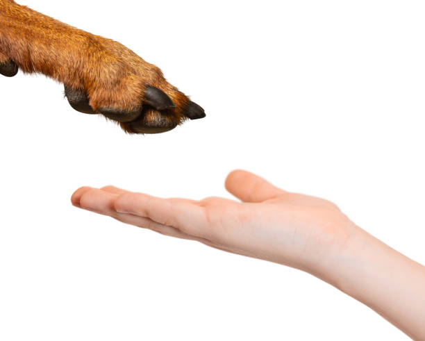 istock A dog's paw and a child's hand. 2132936244