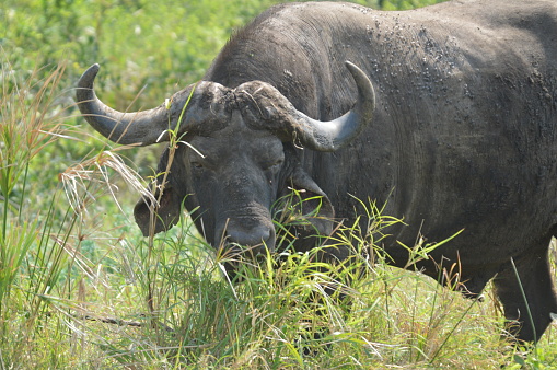 African cape Buffalo in Hluhluwe imfolozi game reserve grazing alone
