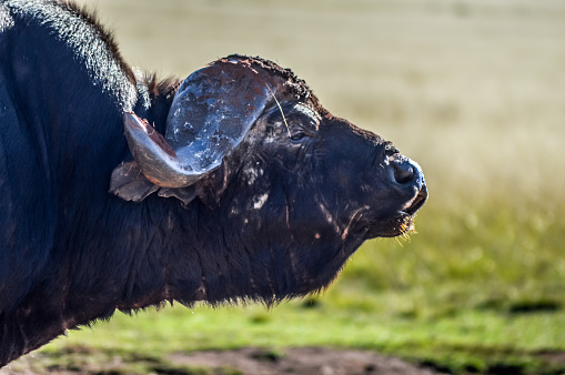 Large African cape buffalo or Syncerus caffer caffer in a nature reserve in South Africa