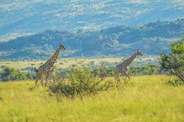 istock Authentic true South African safari experience in bushveld in a game reserve 2132944574