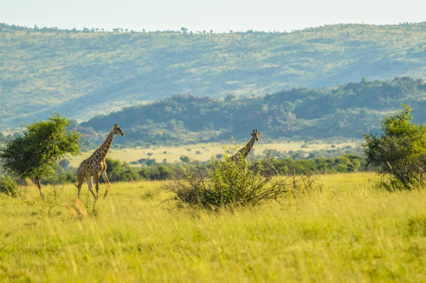 istock Authentic true South African safari experience in bushveld in a game reserve 2132945626