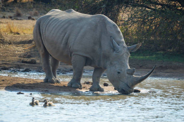 istock White Rhino drinking water in pilanesberg park 2132959639
