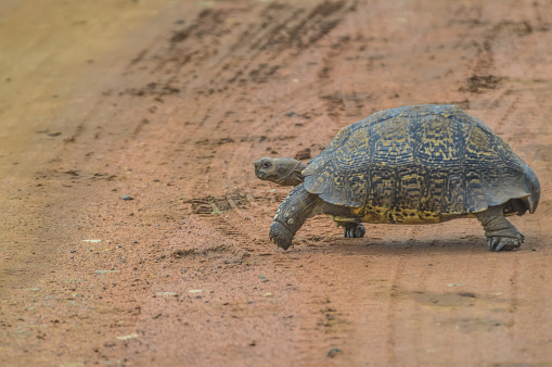 Cute small Leopard Tortoise crawling on dirt road in a game reserve in Africa