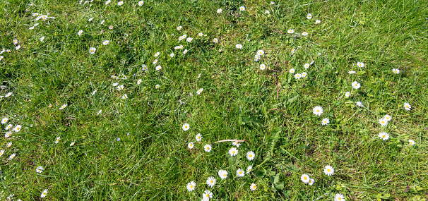 Top view of white daisy flowers in green lawn of garden.