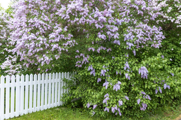istock Huge lilac shrubs blooming over a white picket fence. 2132982627