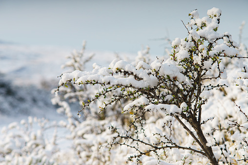 A snow-covered branch next to bushes in the early morning