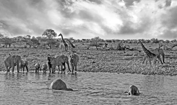 istock Busy Waterhole in black and white with elephants and giraffe drinking 2132995523