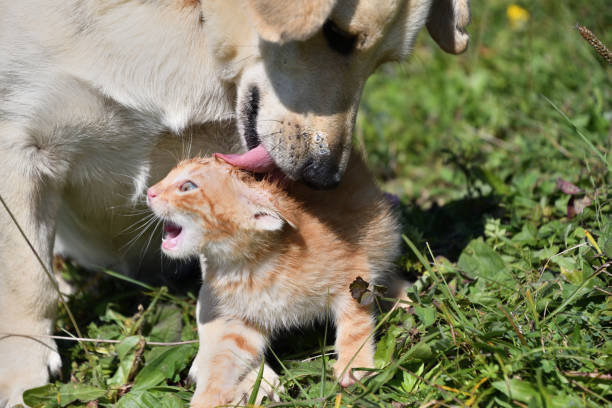 Dog cleans the hair of a small cat like a mother stock photo