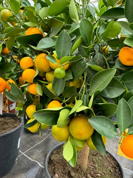 istock citrus plants lemons oranges tangerines trees 2133017929