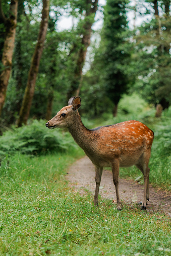Cute red deer  in forest in  Killarney National Park