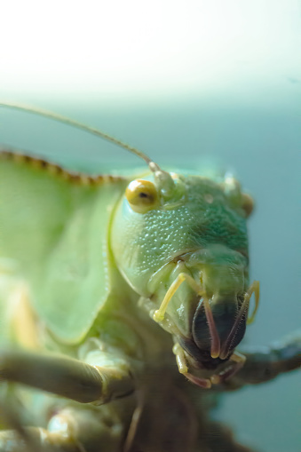 Huge grasshopper - extremely close up