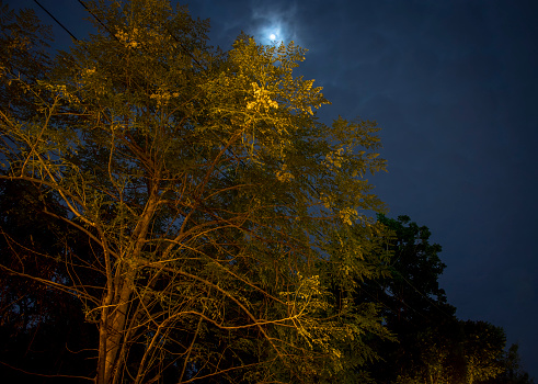 A tree with leaves is lit up by the moonlight. The tree is surrounded by darkness, and the moon is shining brightly in the sky. The scene has a peaceful and serene atmosphere