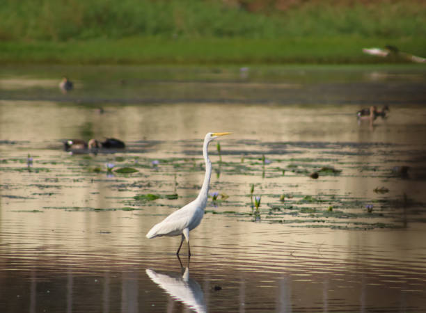 istock Great egret bird walking in the lake 2133051112