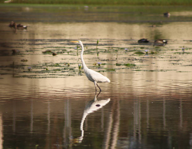 istock Hunter Egret Bird In The Water 2133053194