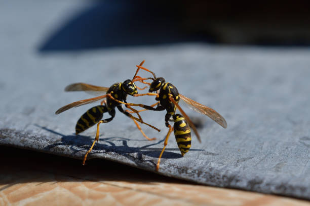 istock two wasp fighting together wildlife macro photography 2133058434