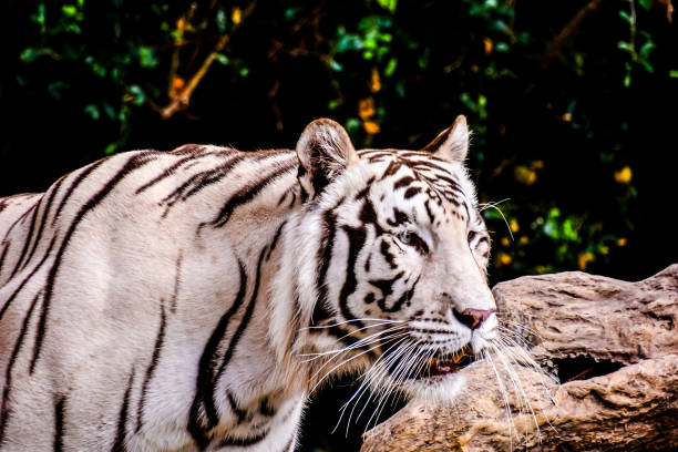 Rare Black and White Striped Adult Tiger.