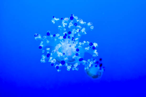 Photo Picture of Some Jellyfish Dangerous Poisonous Medusa
