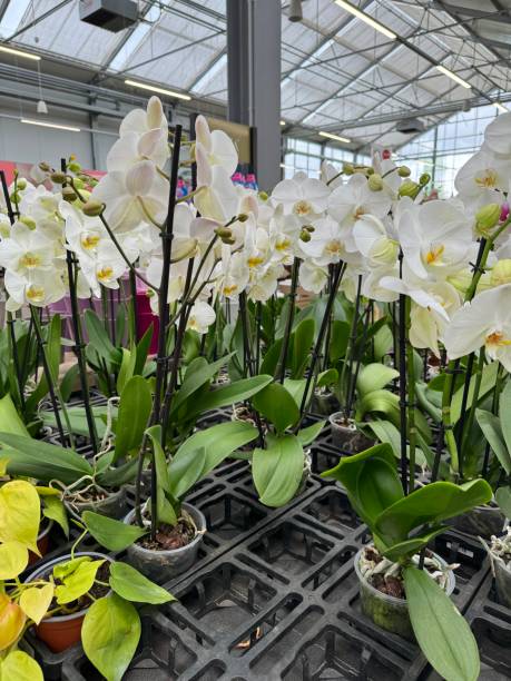 istock orchid in a pot for home and garden 2133071793