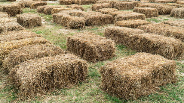 Hay straw bales used for seat outdoor. Haystack cubes Hay straw bales used for seat outdoor. Haystack cubes buddle bay stock pictures, royalty-free photos & images