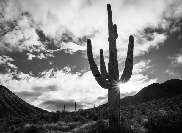 istock Saguaro sunset silhouette black and white McDowell Mountains 2133093901