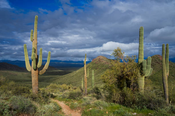 Trail leads through lush desert landscape