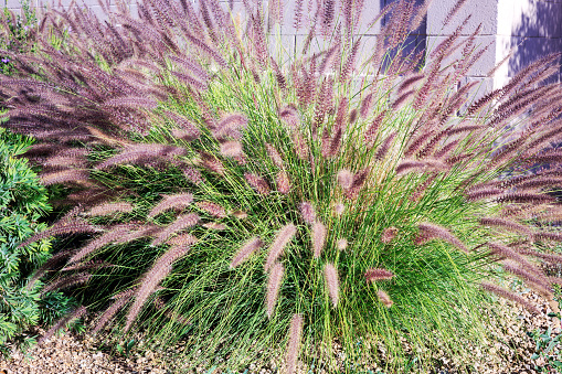 Closeup of dense and robust clumping Fountain grass often growing in residential roadside verges