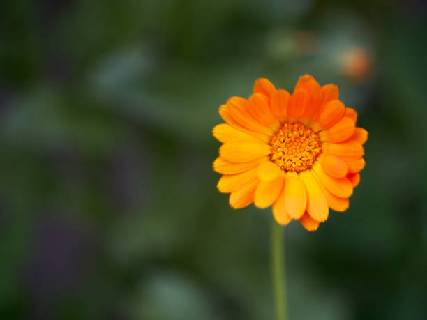 istock A small calendula flower on a blurry background, top view. 2133124950