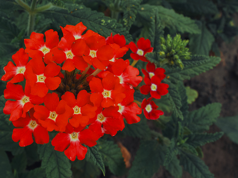 Inflorescence of red verbena flowers, view from the top. Red flowers close-up.