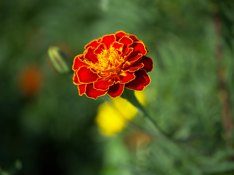 Marigold flower on a blurry background, macro photo.