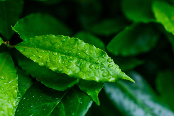 A leaf is covered in water droplets, giving it a fresh and vibrant appearance. Concept of life and vitality, as the water droplets seem to be nourishing the leaf and enhancing its natural beauty