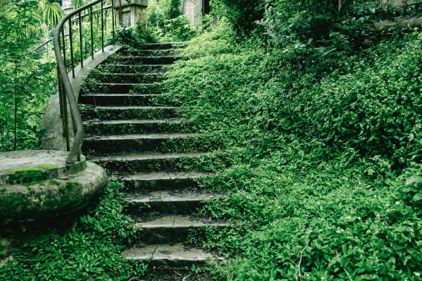 A staircase is surrounded by green grass and bushes. The steps are old and worn, but the surrounding greenery makes the scene feel peaceful and serene