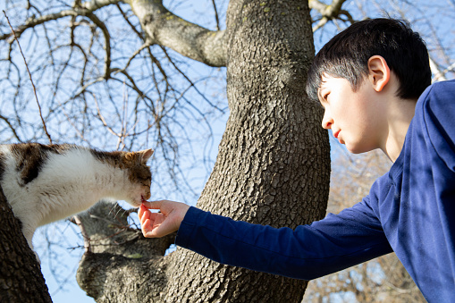 Young 12 year old boy sitting with a cat in the tree giving it treats