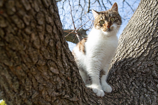 Cat sitting in a Tree