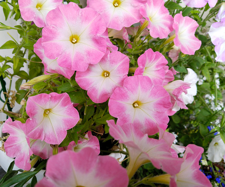 Petunia Pink white background. Beautiful bright flowers in city. Blooming Garden. Home Gardening. Comfortable environment. Green ecology. Sustainable Living. Flower bed. How to Grow. Horticulture
