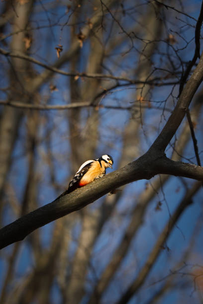 Full body shot of great spotted woodpecker on a branch in a tree with branches in the background in winter