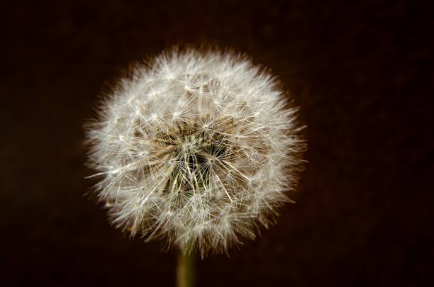 istock Dandelion, grandpa, seed, fluff. 2133202900