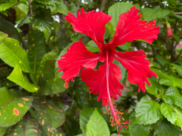 istock Red hibiscus flower. Tiranagama, Sri Lanka 2133225613