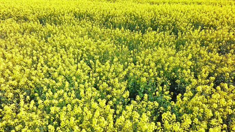 Forward shot of blooming rapeseed flowers in a field