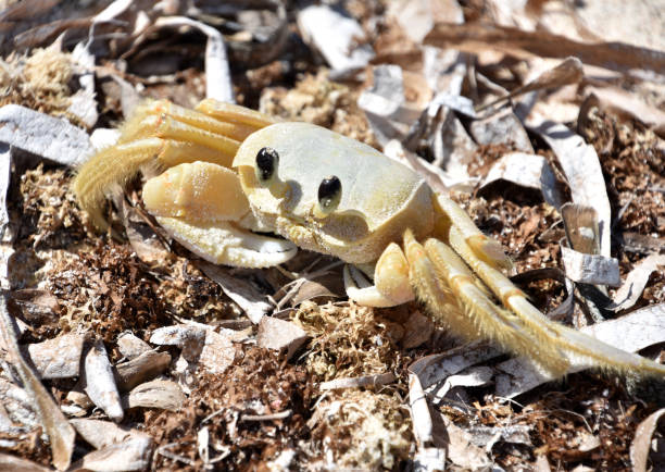 istock Looking into the Face of a Ghost Crab 2133246176