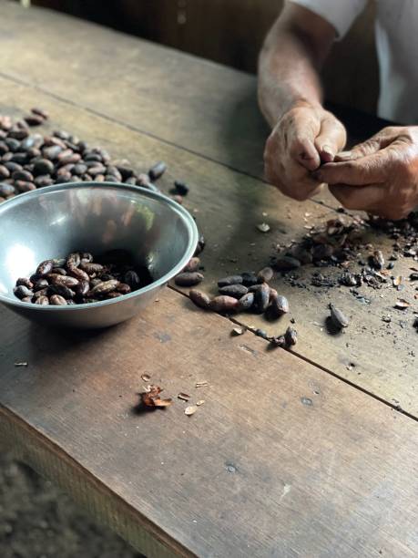 istock closeup elderly hands peeling cocoa beans on wooden table in Ecuador 2133266843