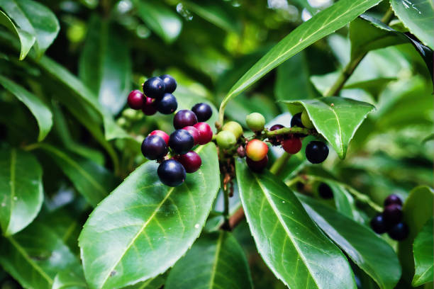 Leaves and deep blue and red berries of a laurel bush (laurus nobilis)