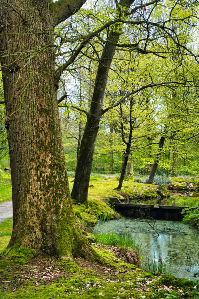 istock Oak trees with fresh spring leaves and peaceful pond 2133272765