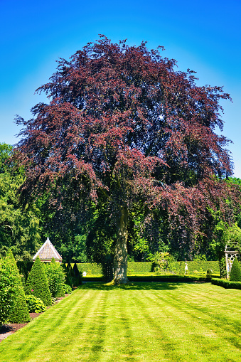 Beautiful old copper beech (Fagus sylvatica purpurea) in a lawn.