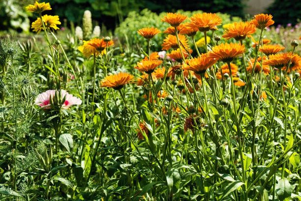 istock Marigolds in a natural garden 2133281193