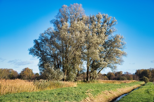 Large willows, their silvery leaves lighting up in the sun, in the marshy sedges and grasslands of National Park Weerribben-Wieden, province of Overijssel, the Netherlands.