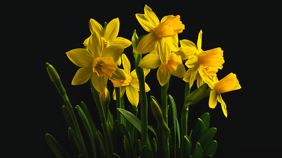 Narcissuses