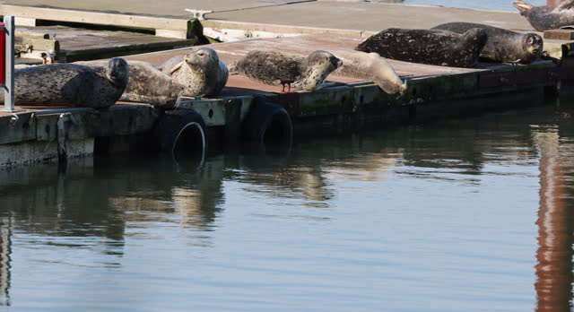 A group of seals are gathered on a dock