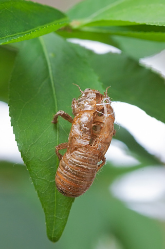 All that remains is the empty shell of a cicada. The shell still hangs  precariously from a leaf.