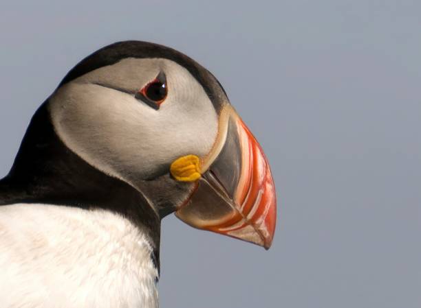 istock Puffin portrait with wonderful light at Dyrholaey cliffs in Iceland 2133320883